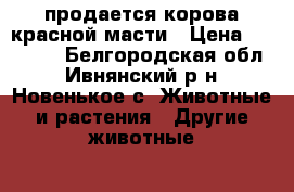 продается корова красной масти › Цена ­ 75 000 - Белгородская обл., Ивнянский р-н, Новенькое с. Животные и растения » Другие животные   . Белгородская обл.